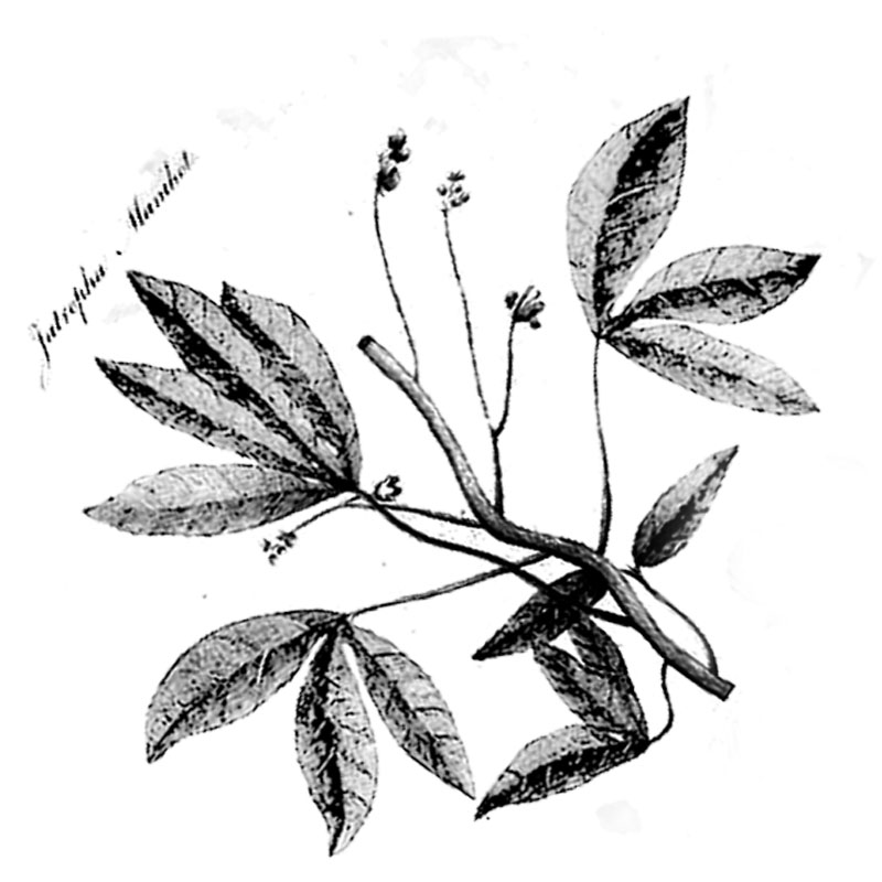 #2344 - Foliage - Nature